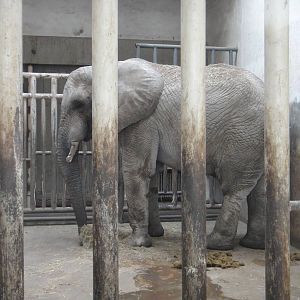 African bush elephant/Loxodonta africana(male) Zhuang Zhuang