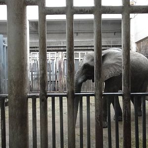 African bush elephant/Loxodonta africana(female) Zhou Zhou