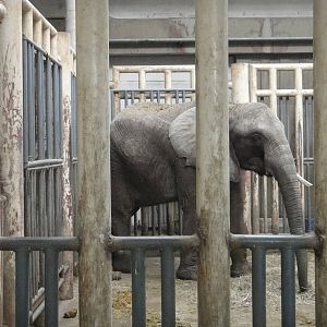 African bush elephant/Loxodonta africana(female) Fei Fei