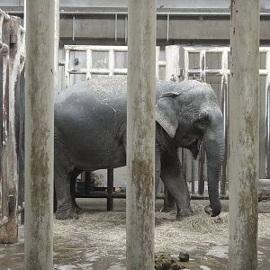 Asian elephant /Elephas maximus (female) Wang Nan Jiao