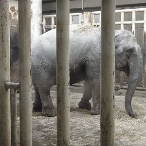 Asian elephant /Elephas maximus (female) Yi Nan