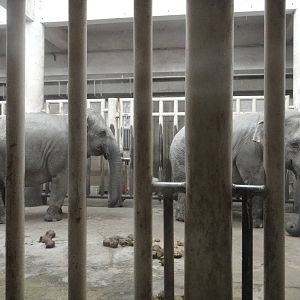 Female Asian  elephants (Elephas maximus) Ala Li Ya (E. m. maximus) and Zan