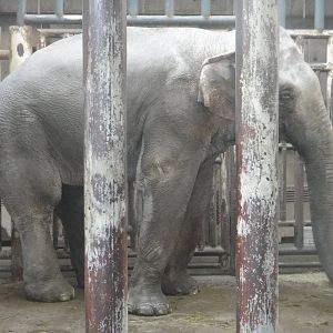 Asian elephant /Elephas maximus (male) Dong Dong