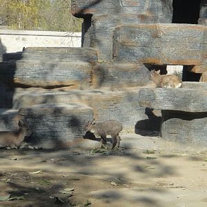 Mongolian ibex (Capra sibirica hagenbecki) and Long-tailed goral (Naemorhed