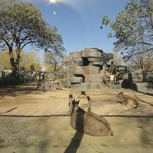 Mongolian ibex (Capra sibirica hagenbecki) exhibit 2013-11-26