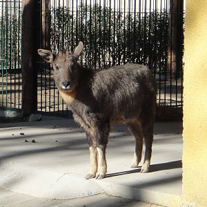 Long-tailed goral (Naemorhedus caudatus) 2013-11-26