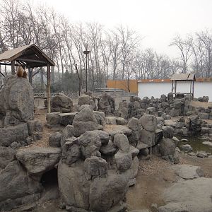 Macaque /Macaca mulatta exhibit