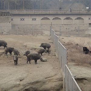 Wild boar /Sus scrofa and Asian black bear /Ursus thibetanus