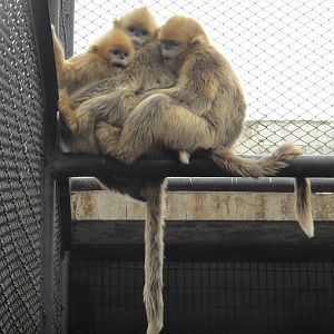 Young golden snub-nosed monkeys /Rhinopithecus roxellana