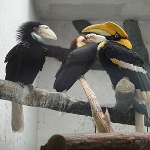 Great Hornbill /Buceros bicornis and Wreathed Hornbill /Rhyticeros undulatu