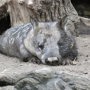 Southern Hairy-nosed Wombat