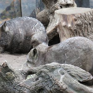 Southern Hairy-nosed Wombat