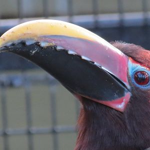 Green Aracari