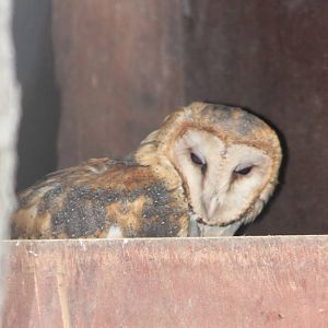 Barn owl