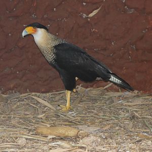 Striated caracara
