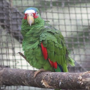 White-fronted amazone