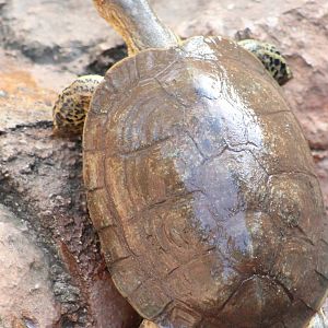 Rhinoclemmys aerolata