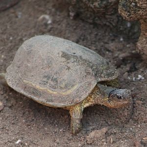 Rhinoclemmys aerolata