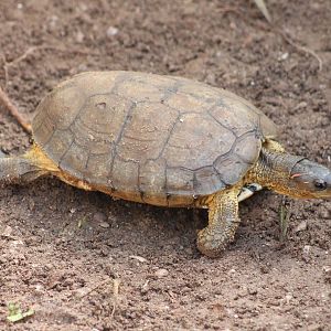 Rhinoclemmys aerolata