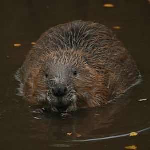 European Beaver
