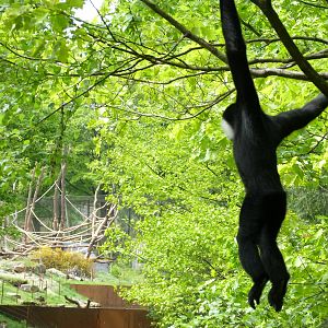 Gibbon looking out over gorilla island