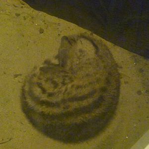 2012; Small Indian civet