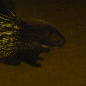 2012; Malayan porcupine