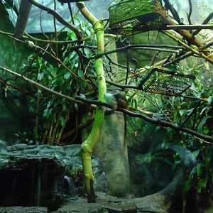 pied tamarin exhibit lincoln park zoo