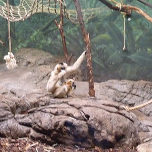 white cheeked gibbon lincoln park zoo