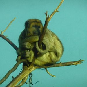 female black howler monkey lincoln park zoo