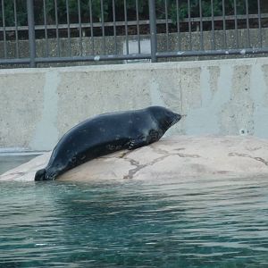 Harbor Seal Lincoln Park Zoo