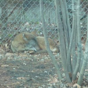 red wolf lincoln park zoo