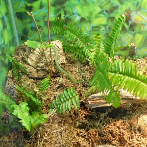 smooth green snake lincoln park zoo