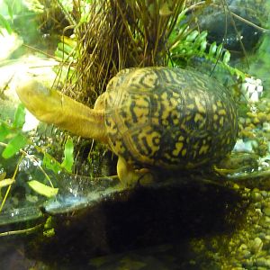 leusictic blanding's turtle lincoln park zoo