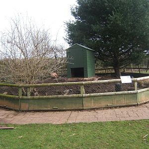 Pot-bellied Pig enclosure