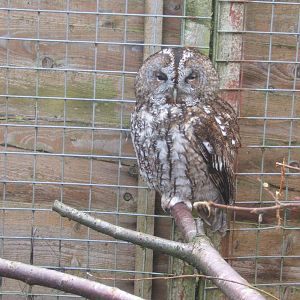 Tawny Owl