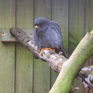 Red-footed Falcon