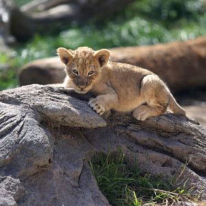 lion cub
