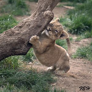 lion cub