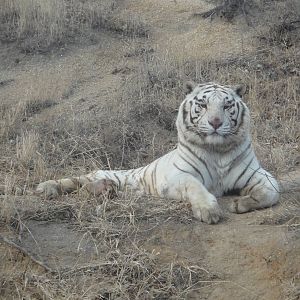 White tiger