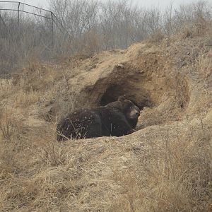 Ussuri brown bear (Ursus arctos lasiotus)