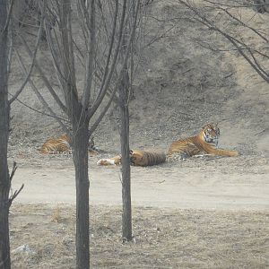 Bengal or Siberian tigers?