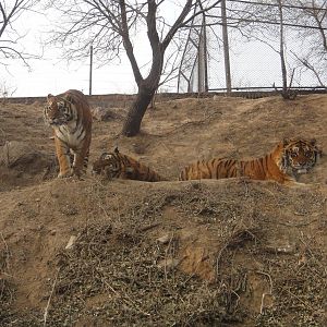 Siberian tiger (Panthera tigris altaica)