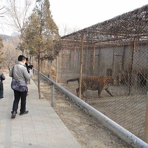Panthera enclosures