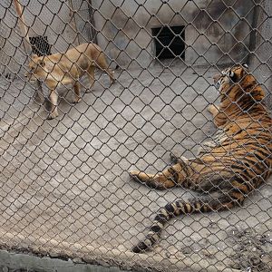 Going to make tigons?