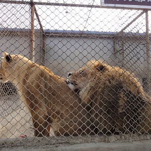 lions in the cage