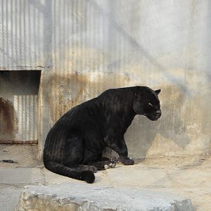 Melanistic jaguar（Panthera onca）
