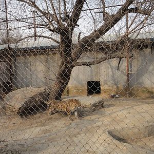 leopard enclosure