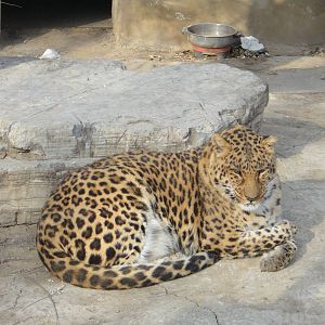 leopard, which subspecie?