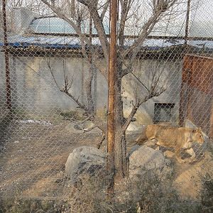 Enclosure for a lioness